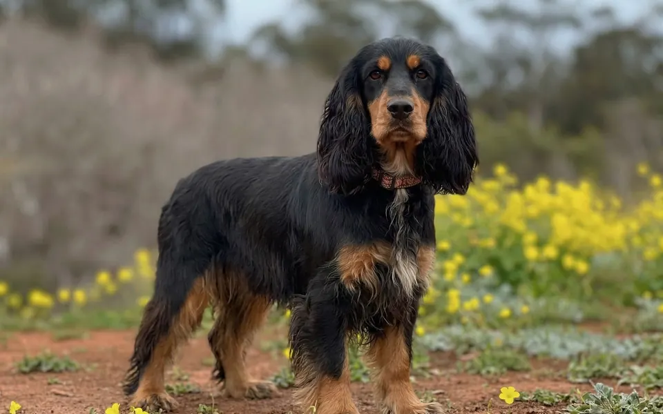 Cocker Spaniel Inglés de El Nieto