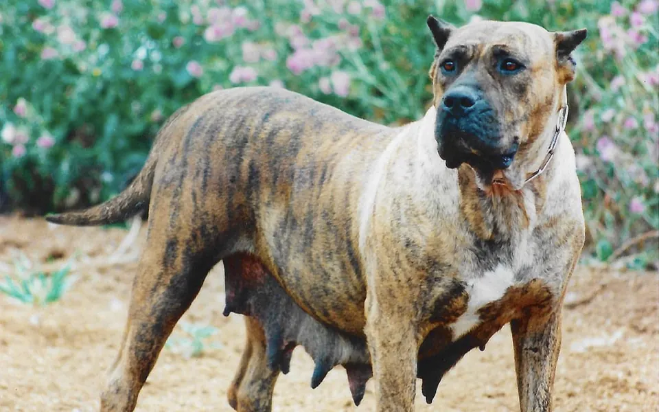 Perro de Presa Canario de Irema Curtó